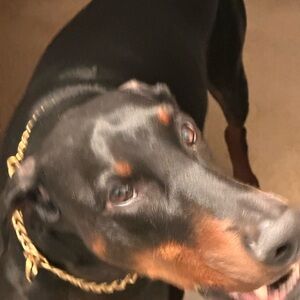 Solid 18k Gold Chain on Vicious Dog